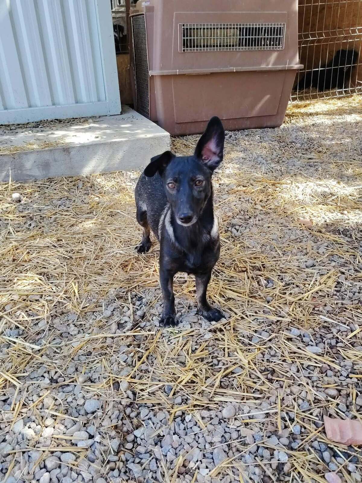Adoption Melba