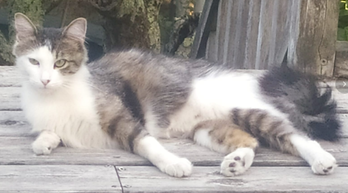 Adoption CACAHUETTE