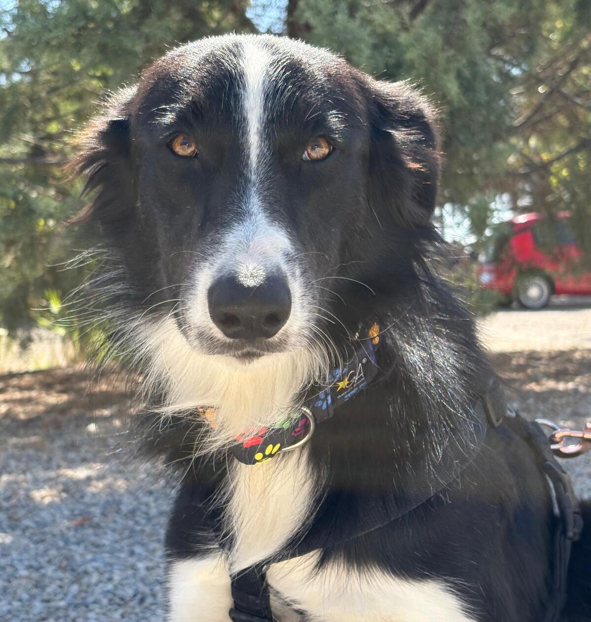 Adoption Giorgi