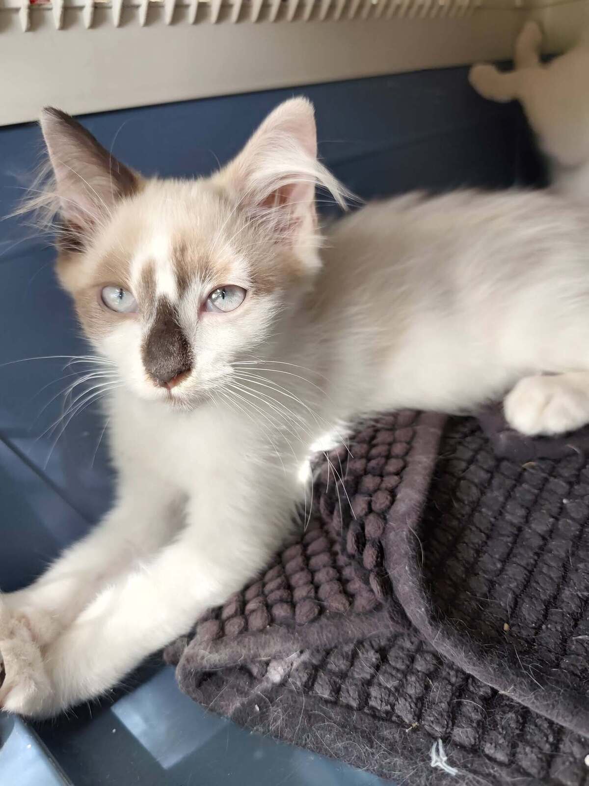 Adoption Bisous