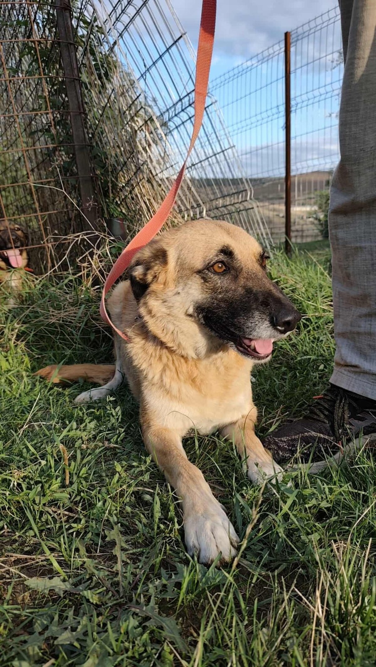 Adoption Baya