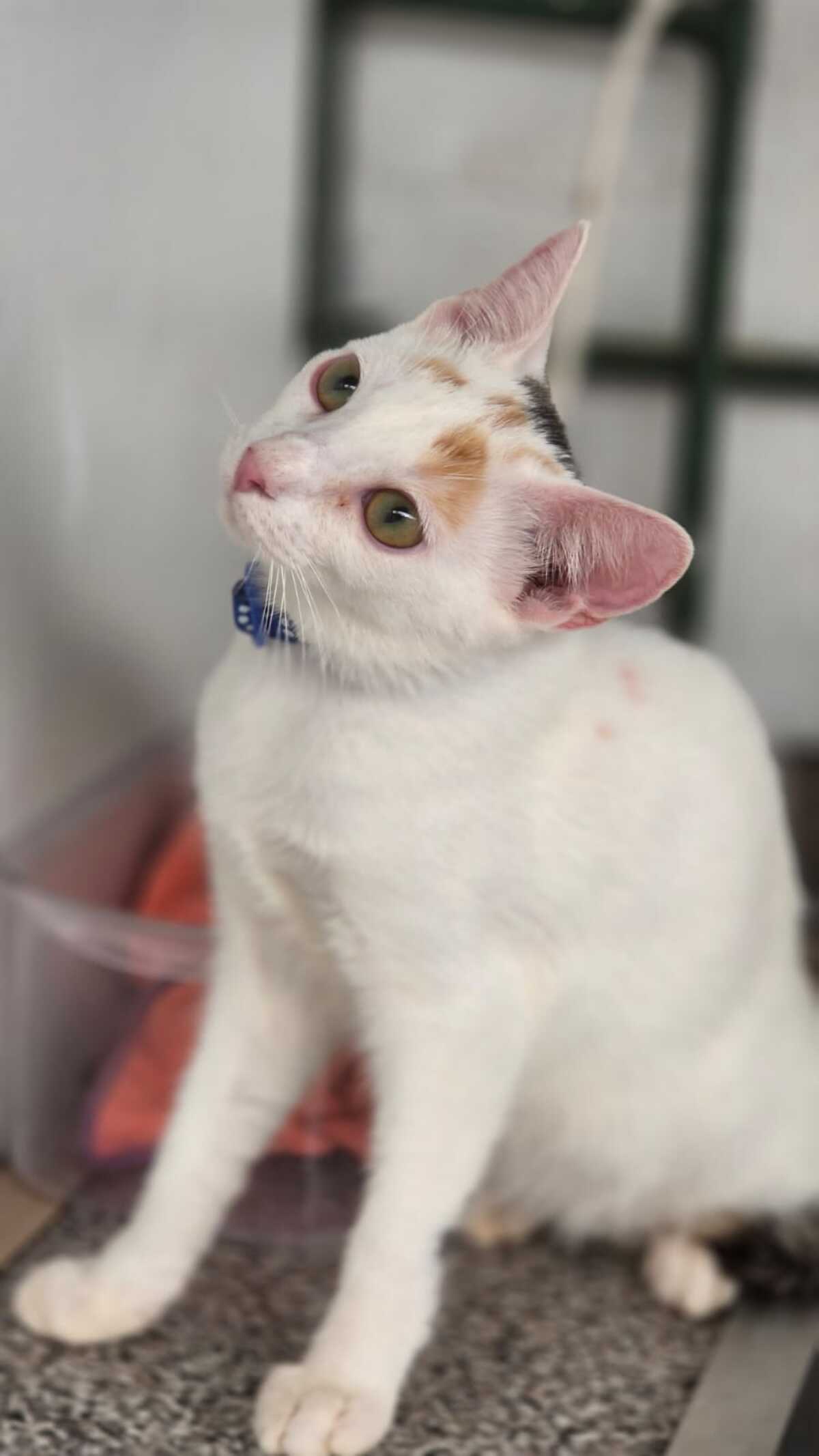 Adoption Nina