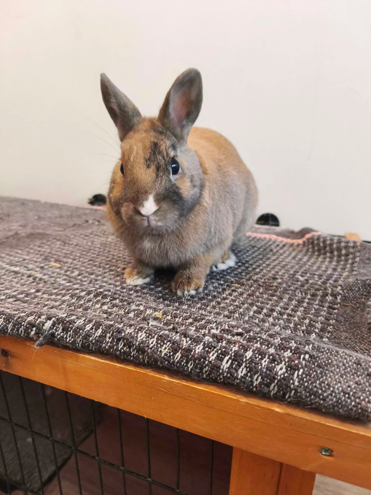Adoption Fenouil