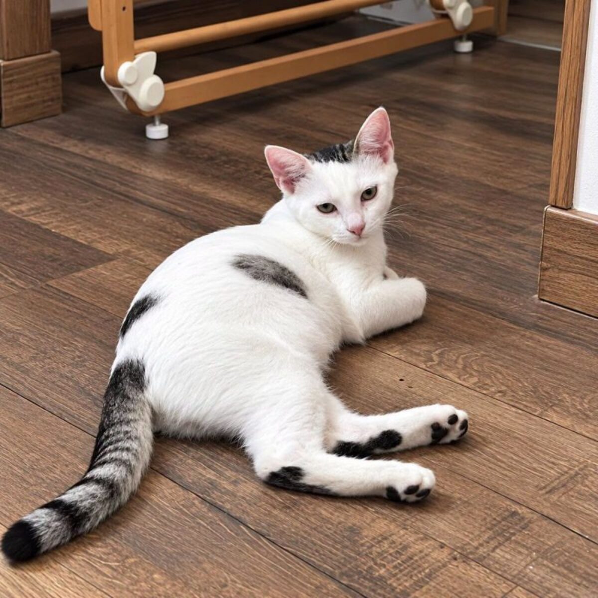 Adoption Domino 