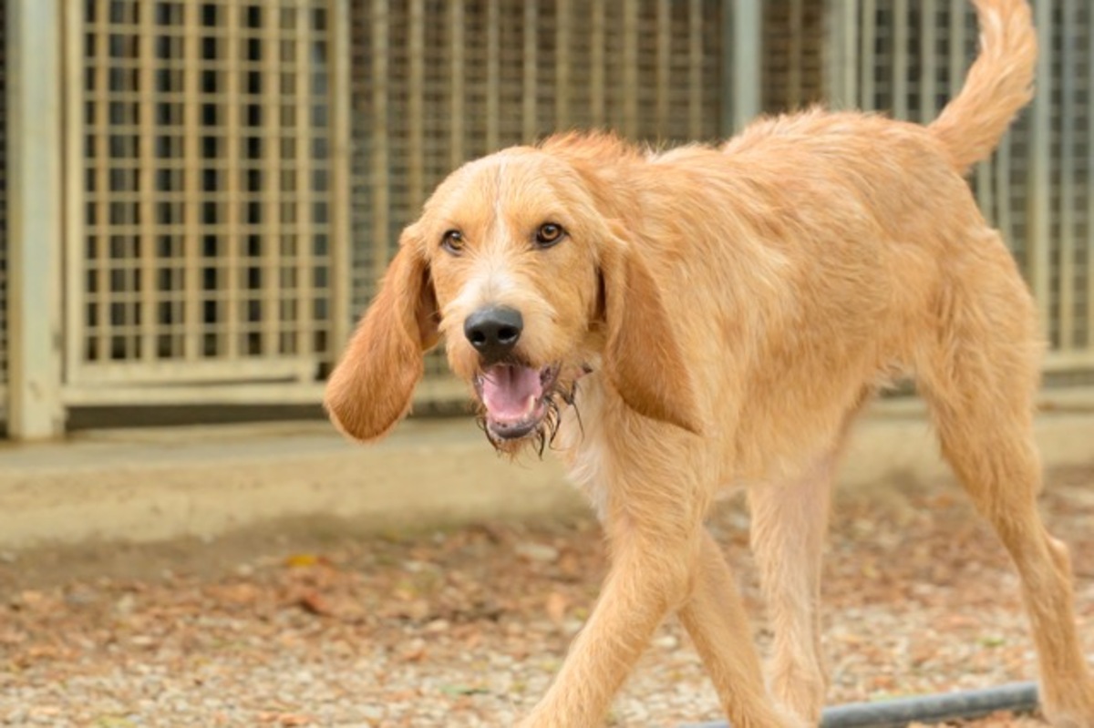 Adoption PLUTO