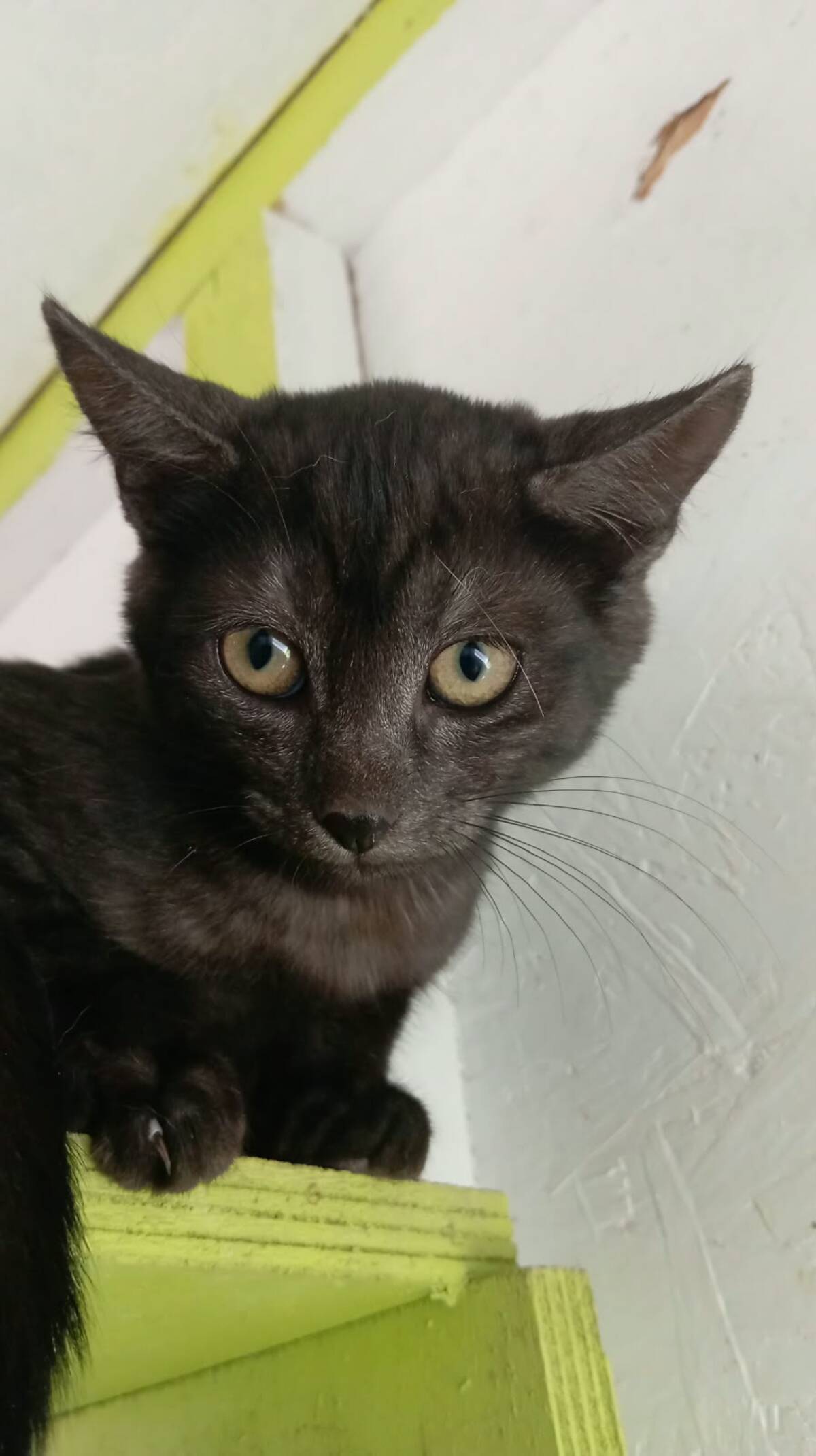 Adoption Romeo