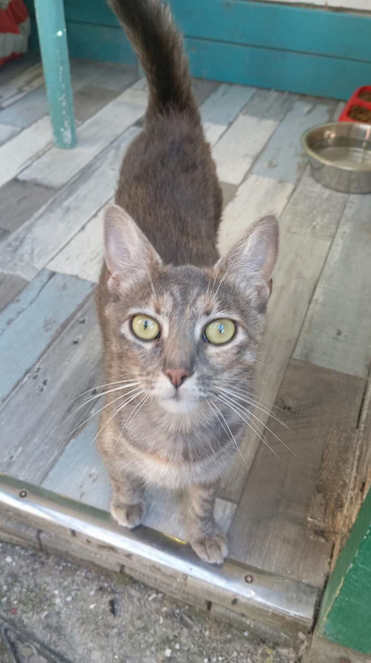 Adoption Gwena