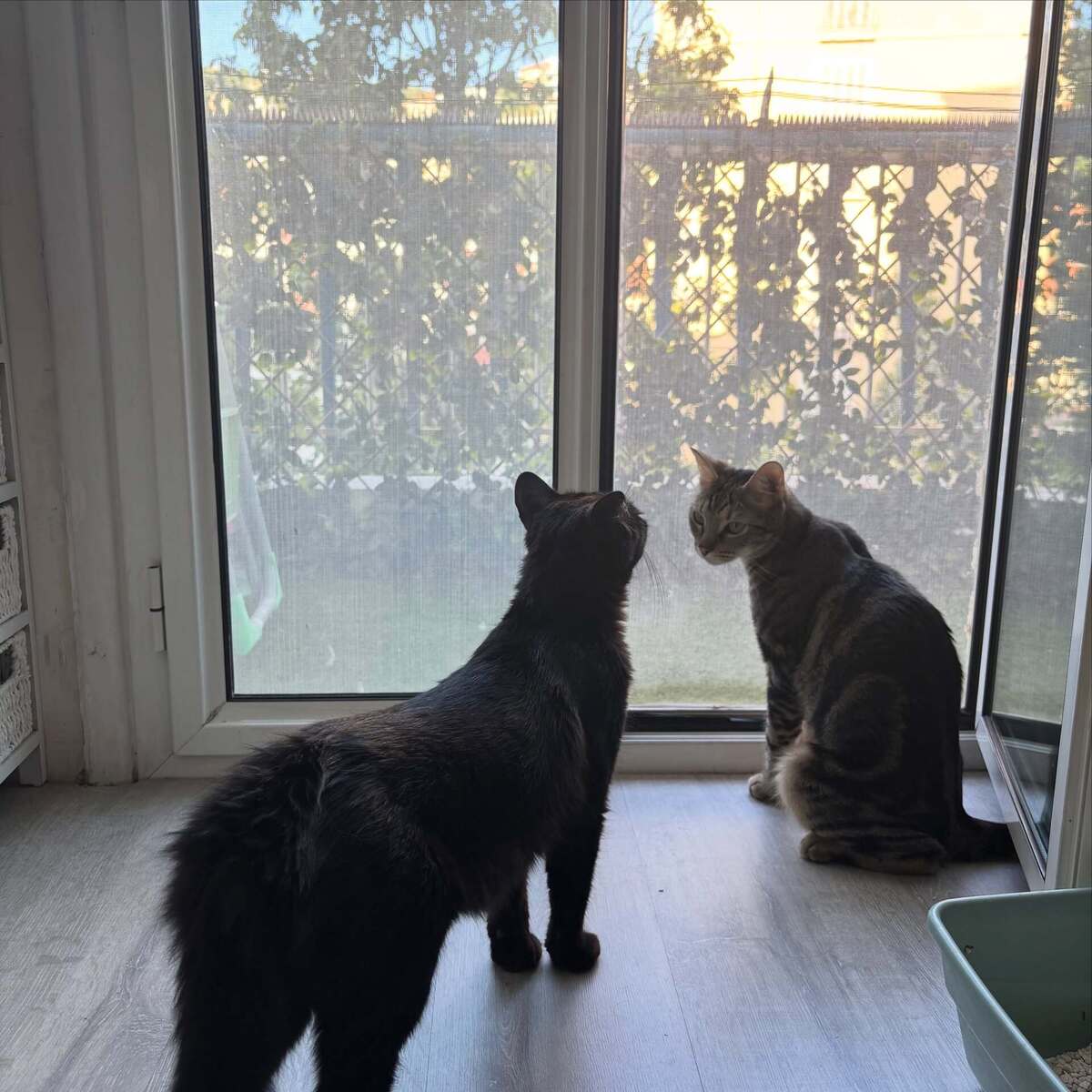 Adoption Tango