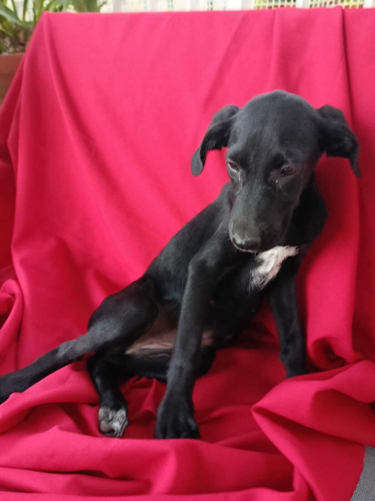Adoption Sadie