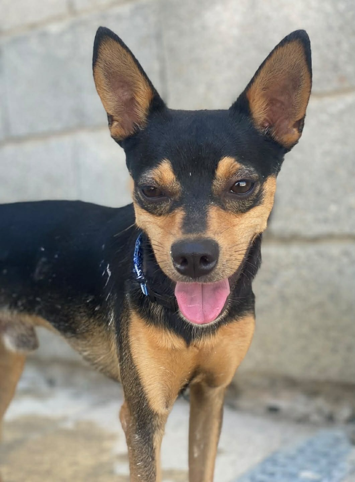 Adoption Dandy 