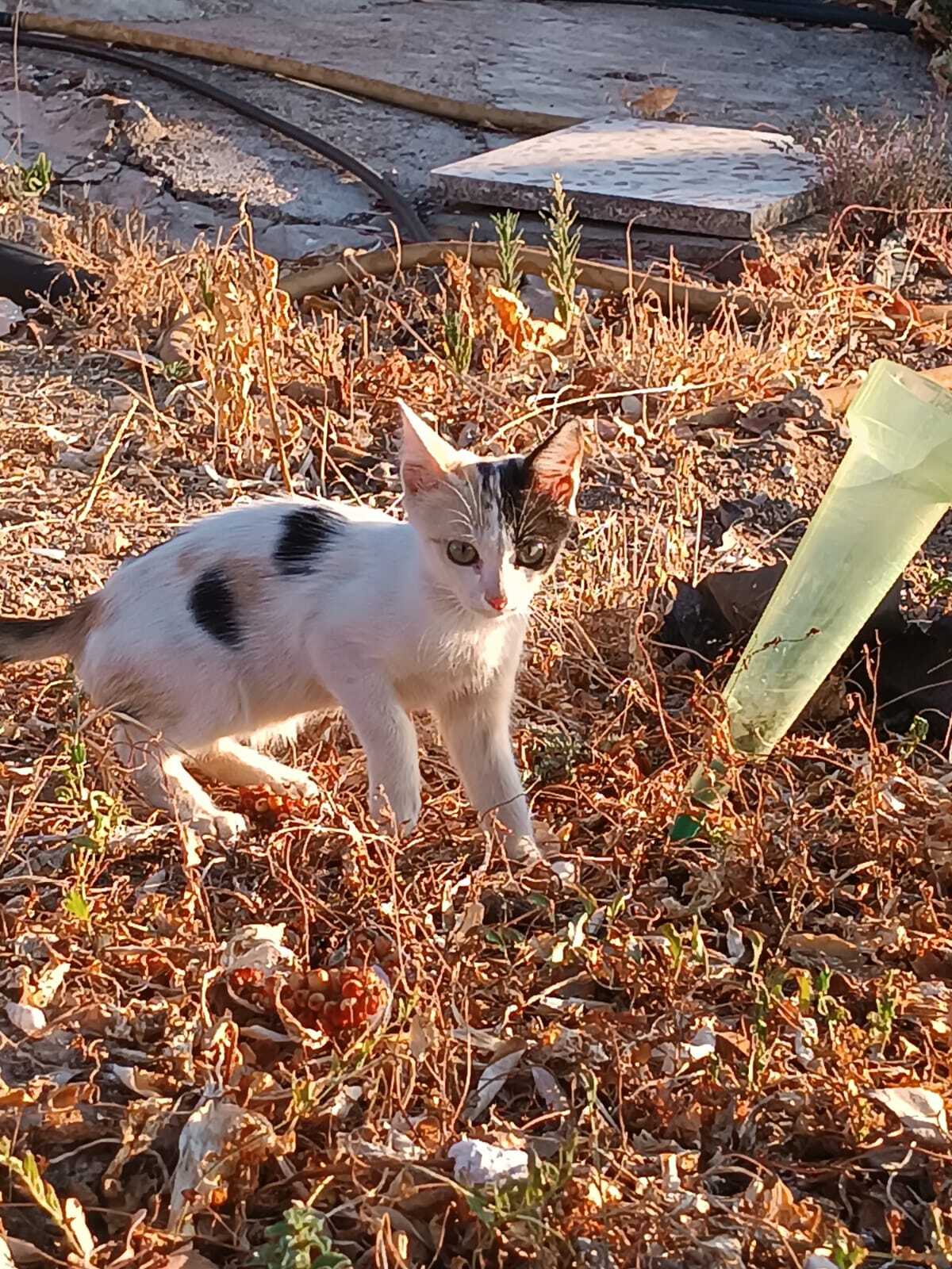 Adoption Natalia