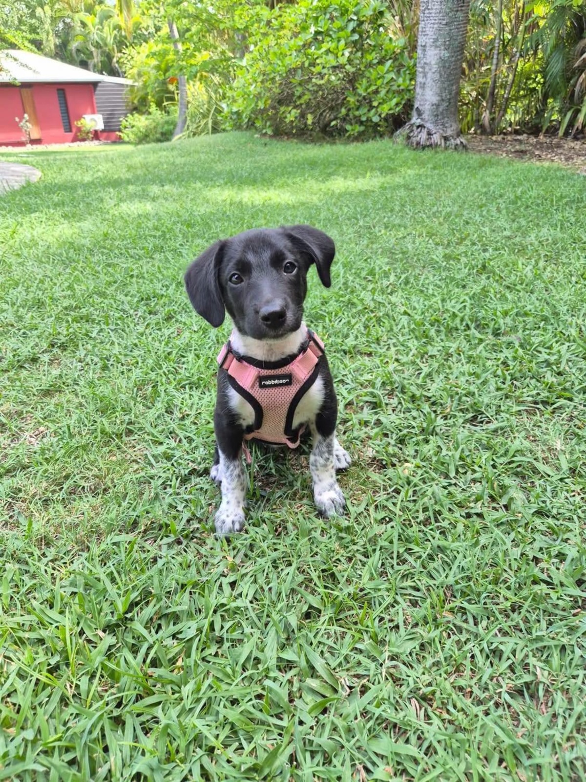Adoption Yuka