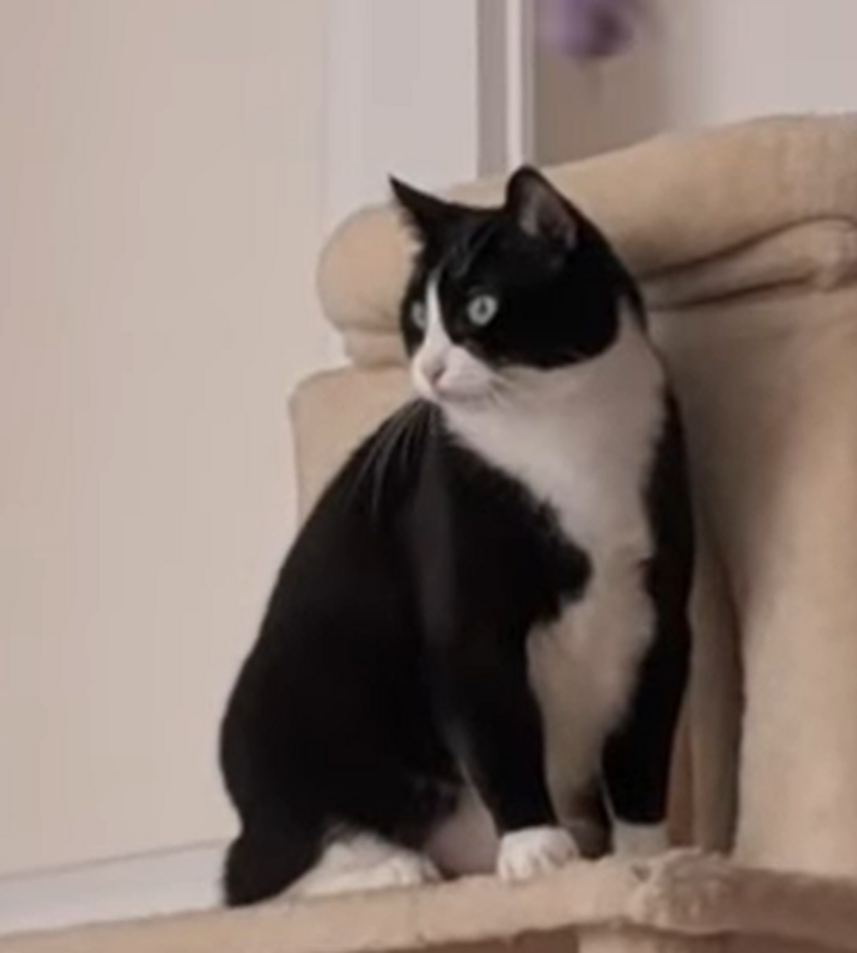 Adoption Oreo
