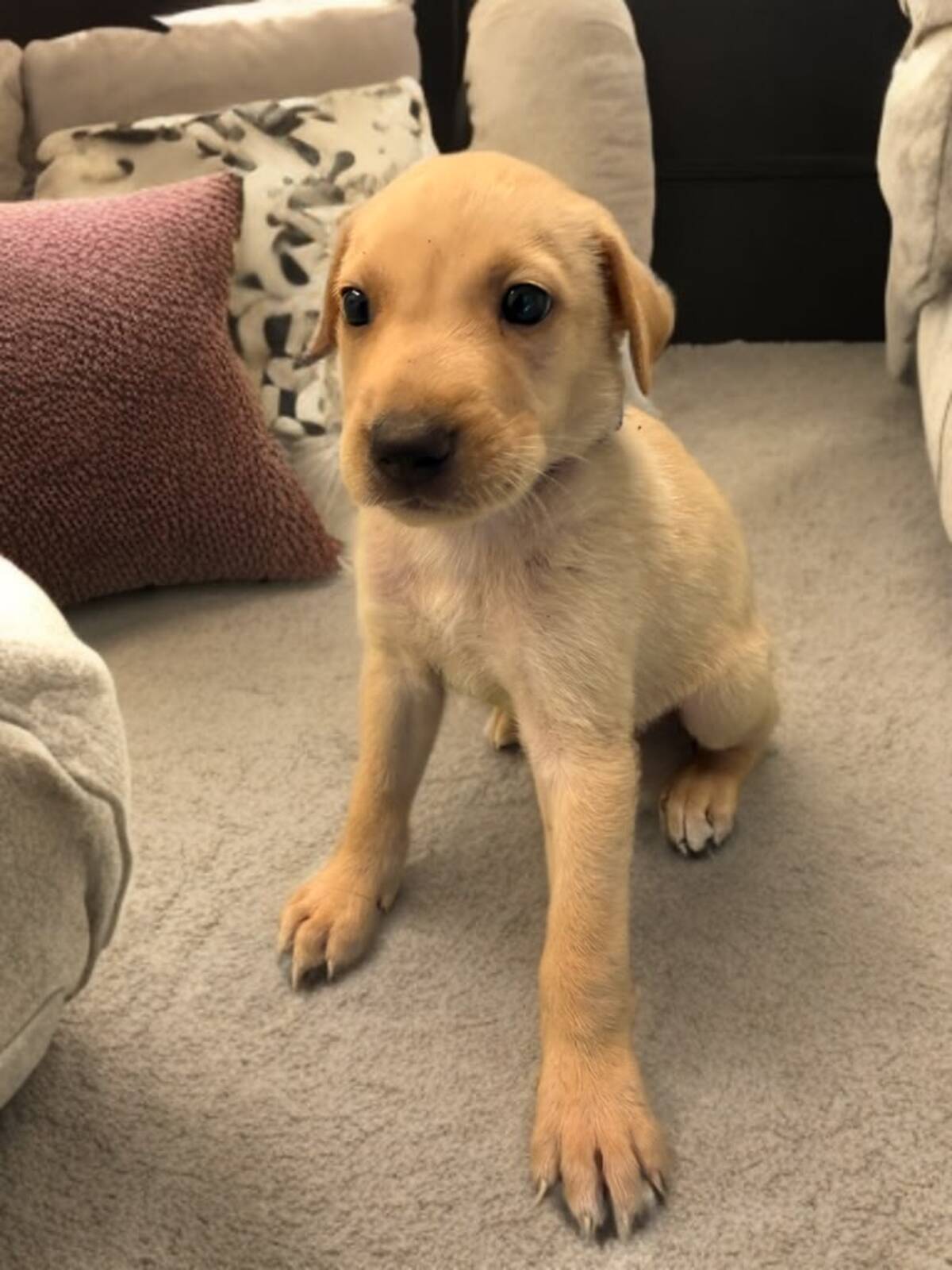 Adoption Aster