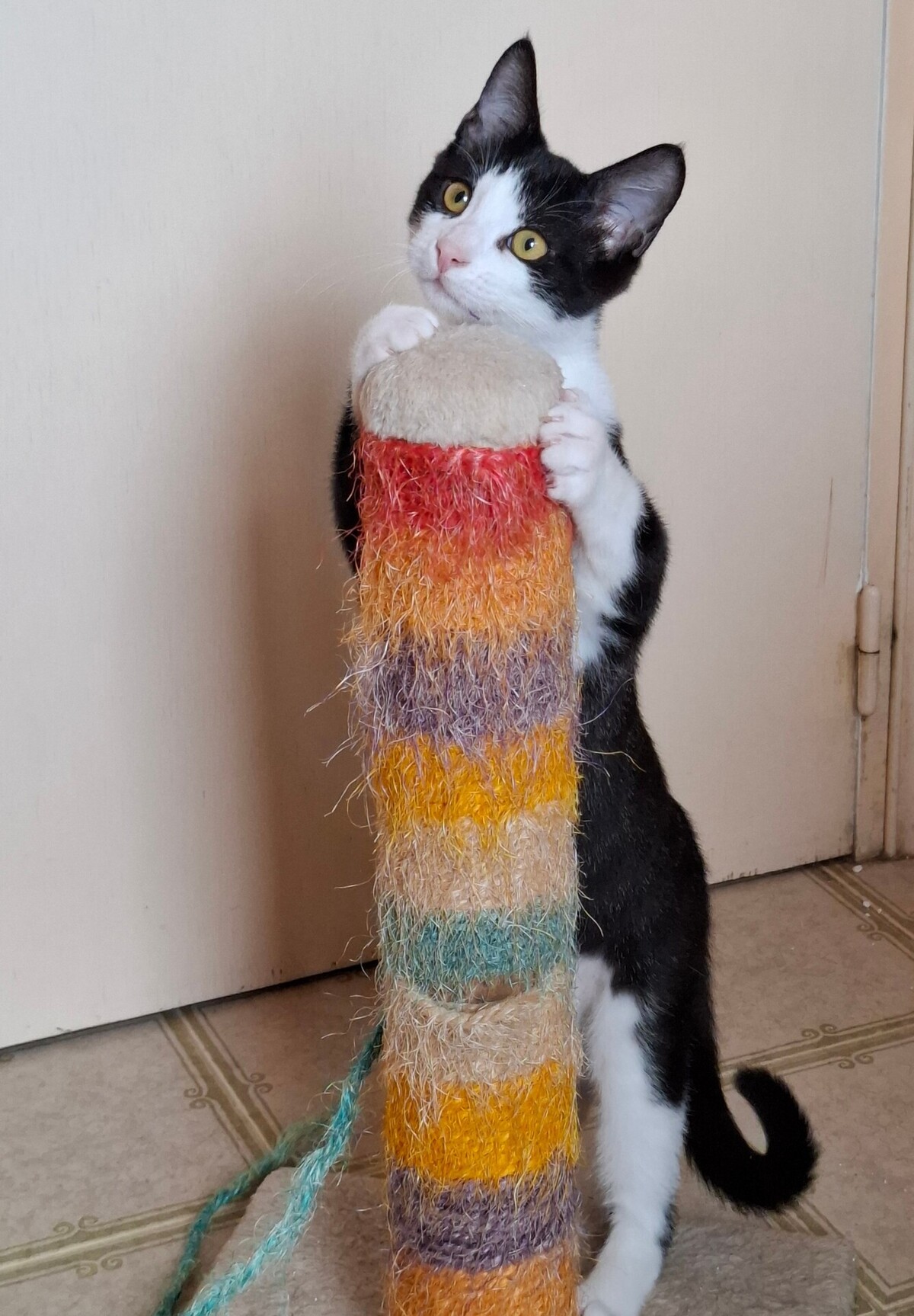 Adoption BIPBIP