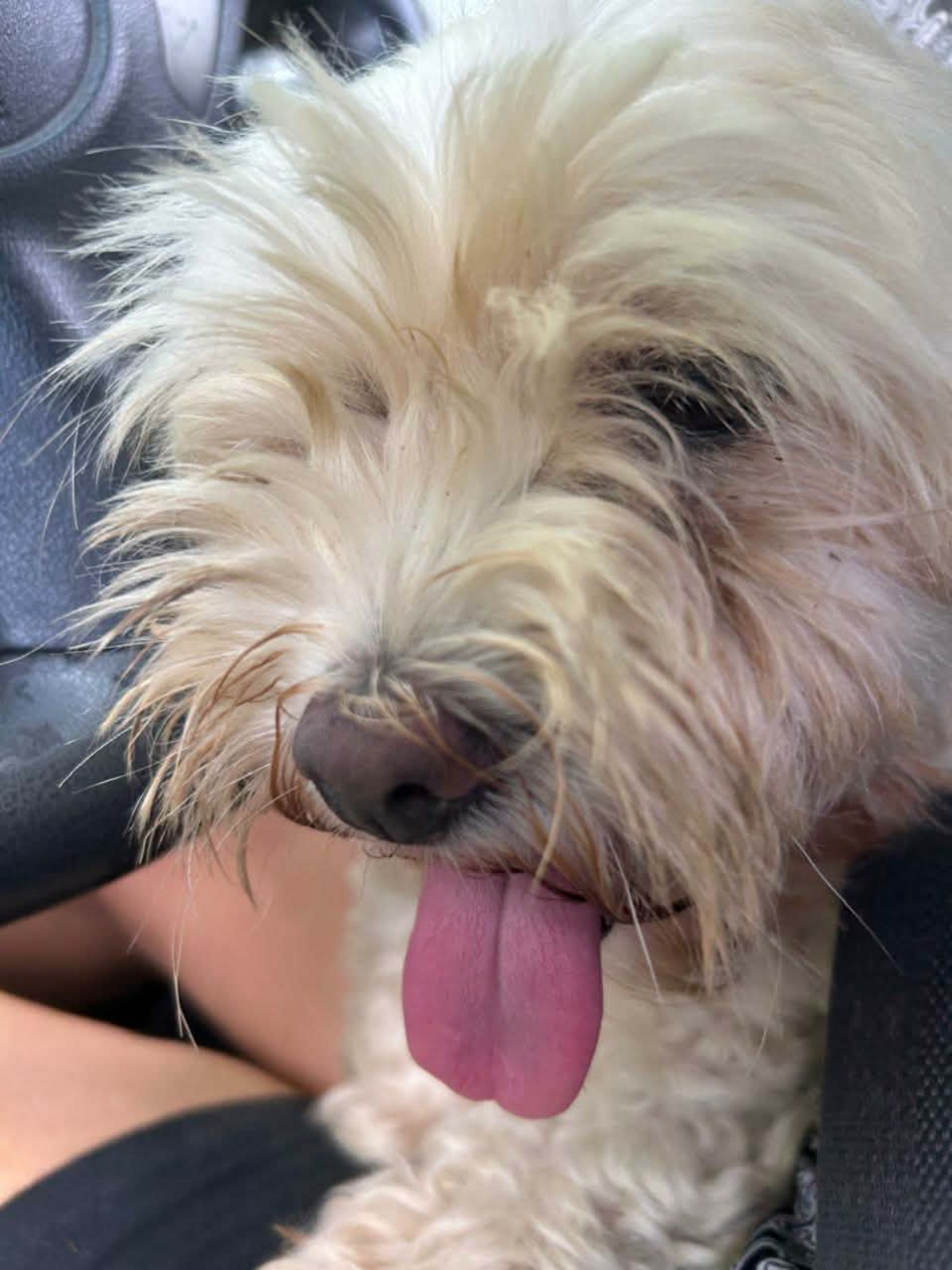 Adoption Reglisse
