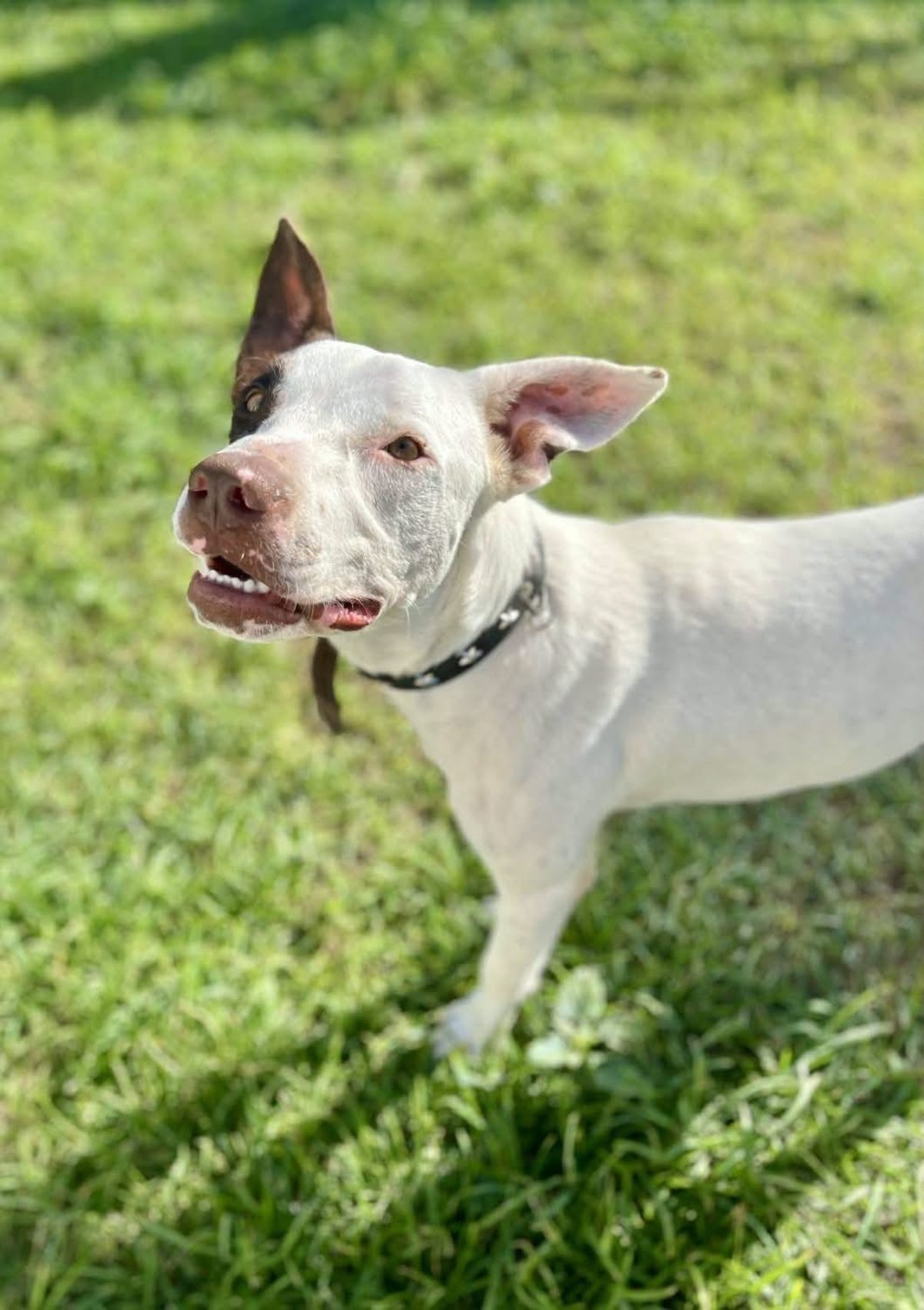 Adoption Neo