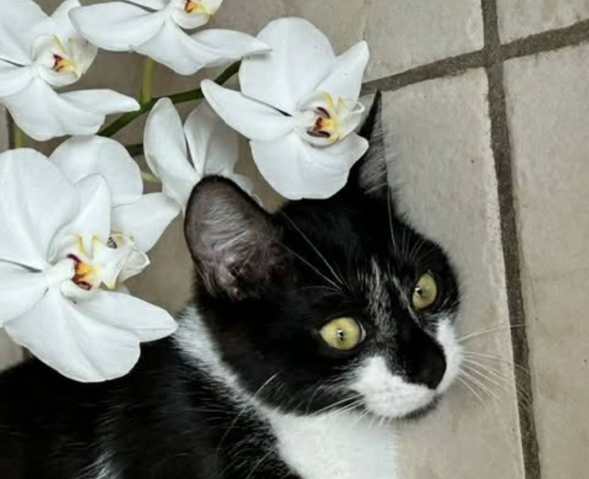 Adoption POMME 
