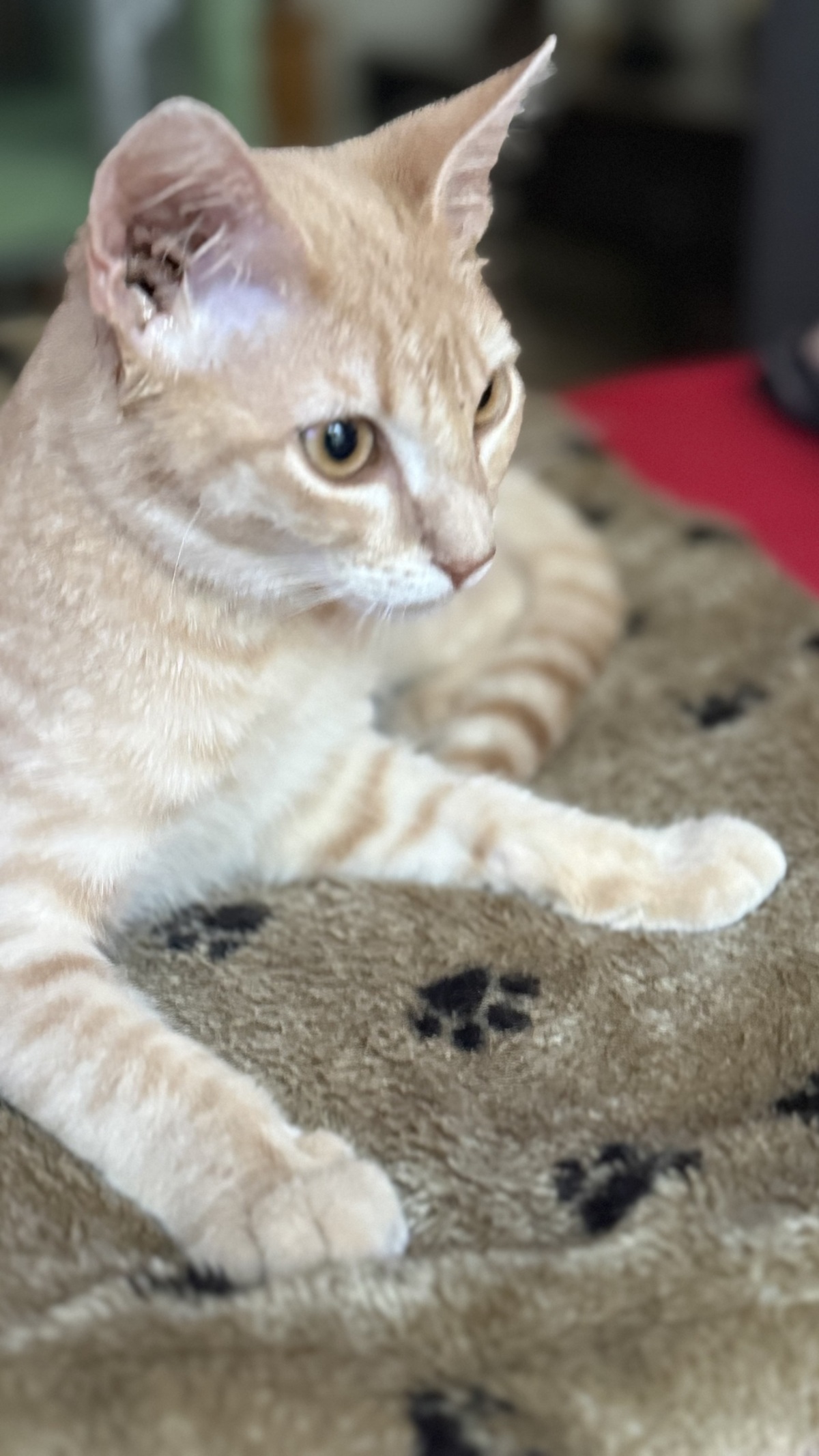 Adoption Maïqui