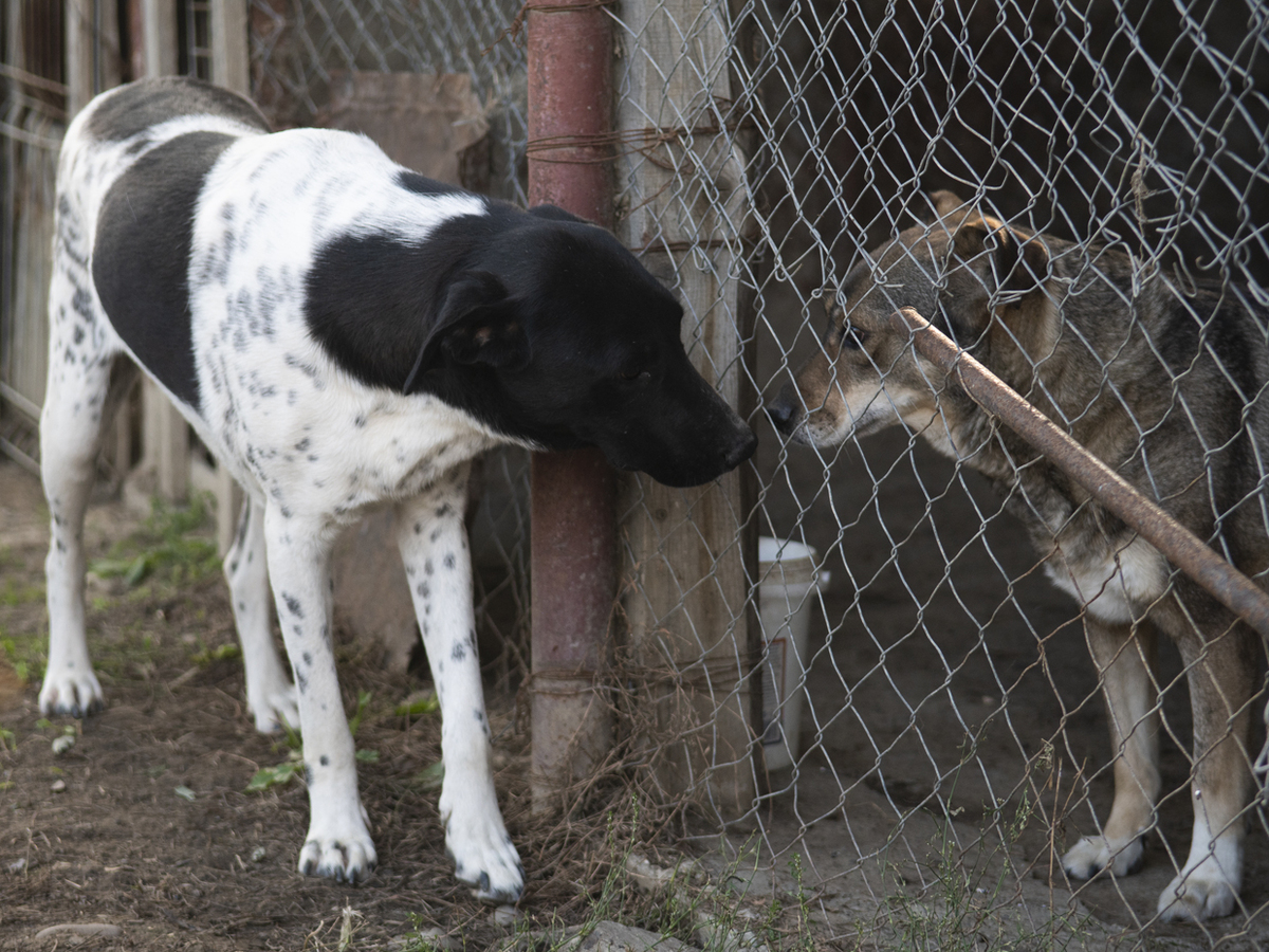 Adoption Kenza