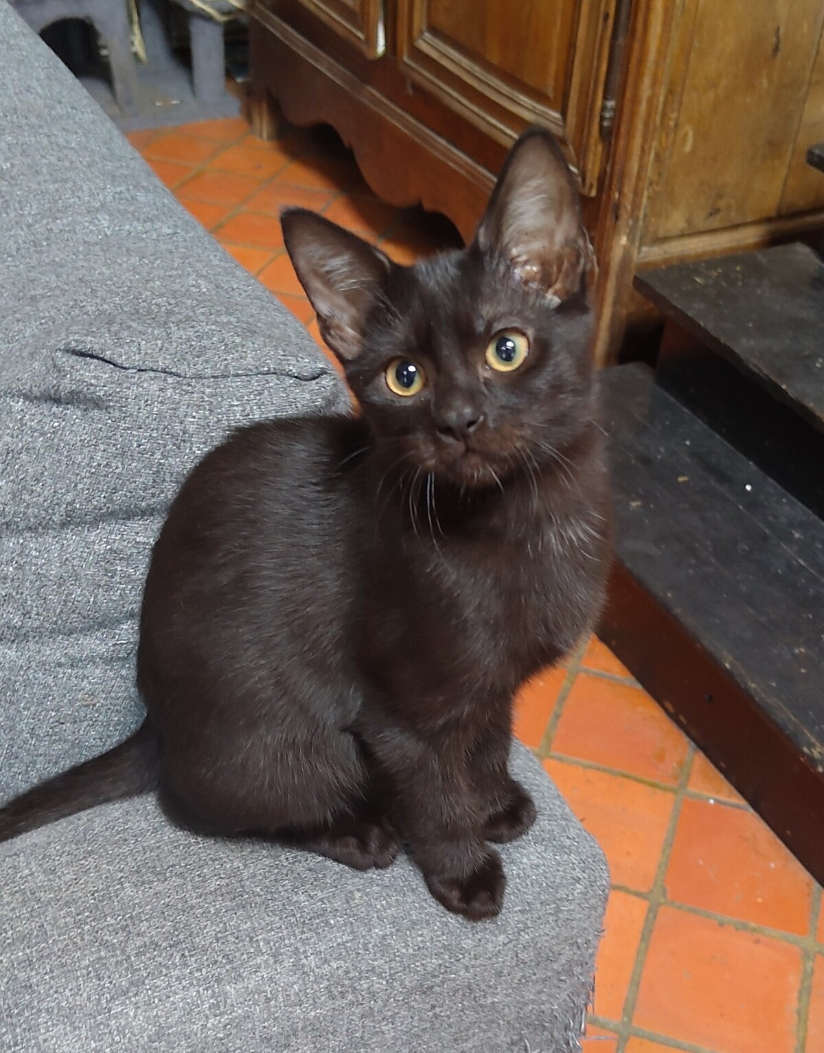 Adoption BLUE et BOBBY