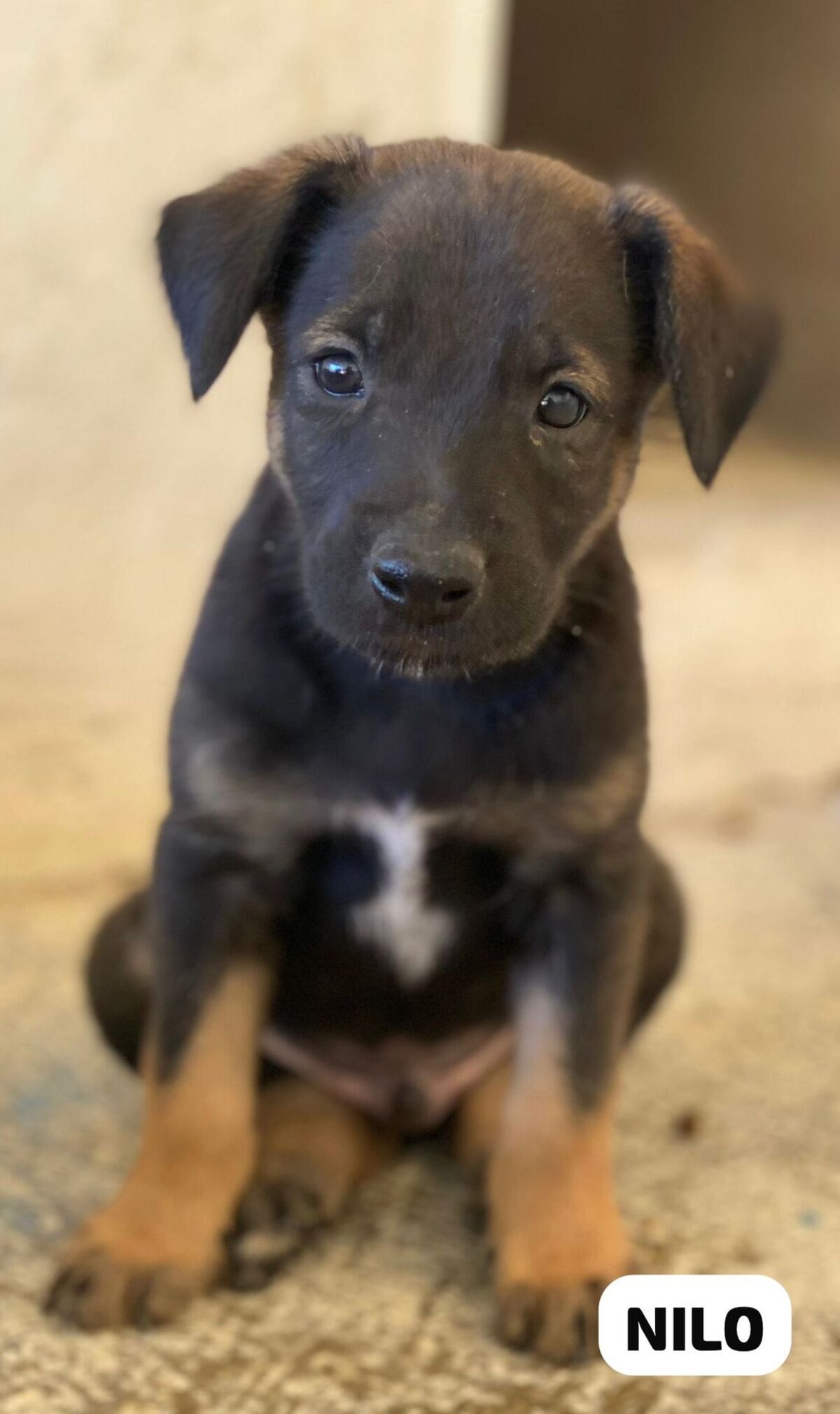 Adoption Nilo
