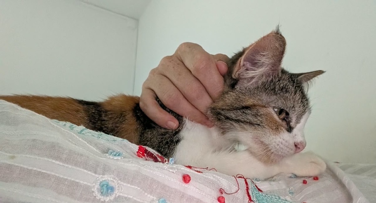 Adoption Pinky
