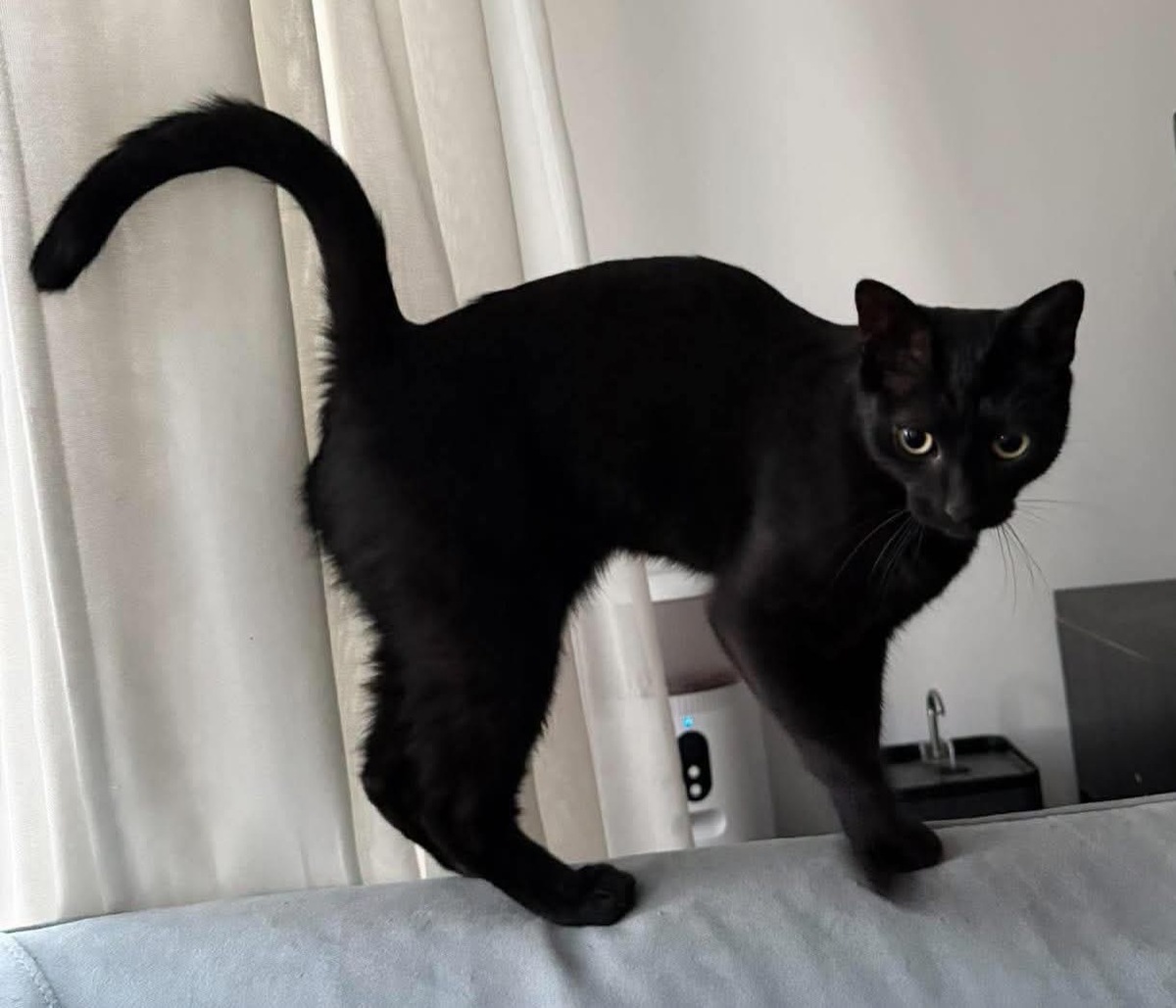 Adoption Cacahuète 