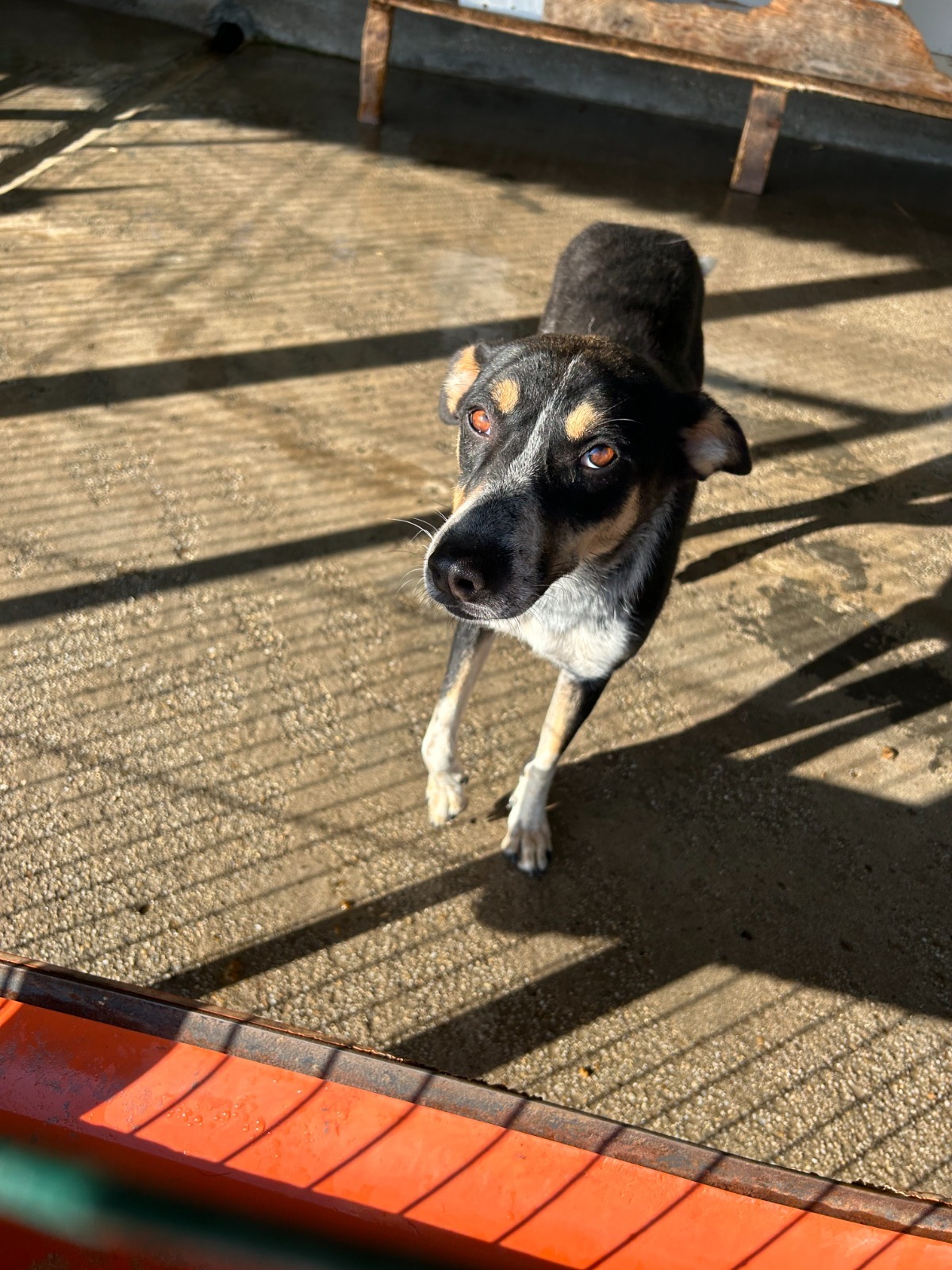 Adoption Sami