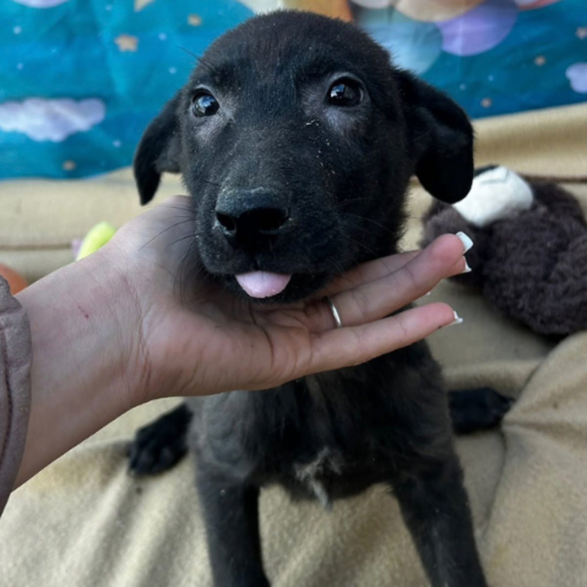 Adoption Lilo