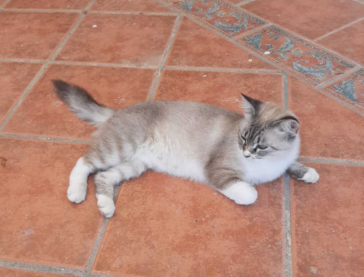Adoption Nenufar