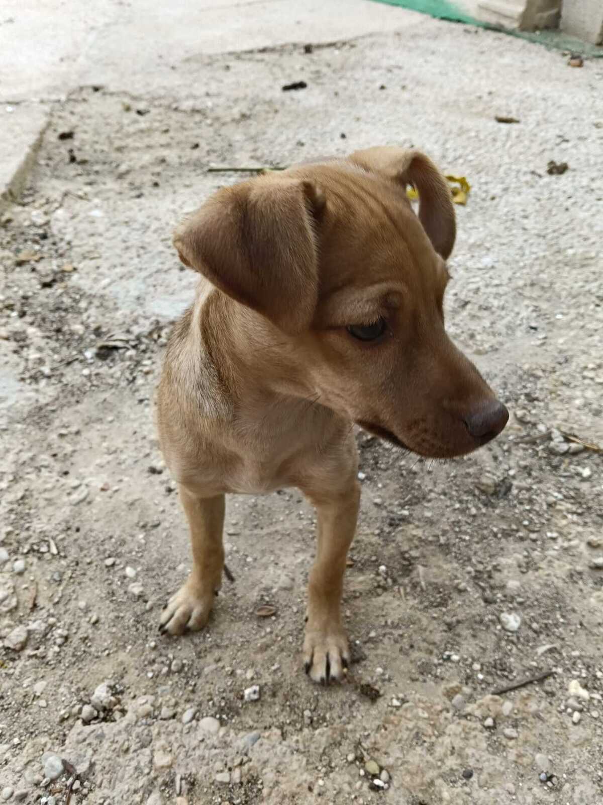 Adoption Lenon