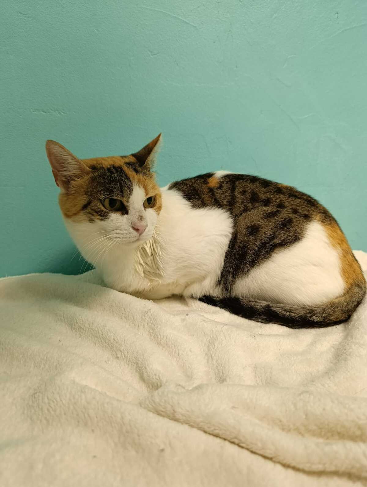 Adoption Palinka