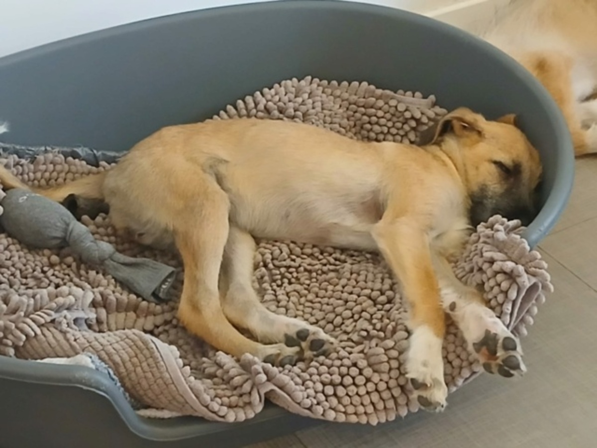 Adoption Reha