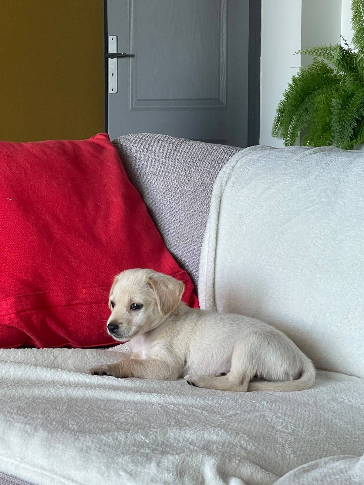 Adoption Samy