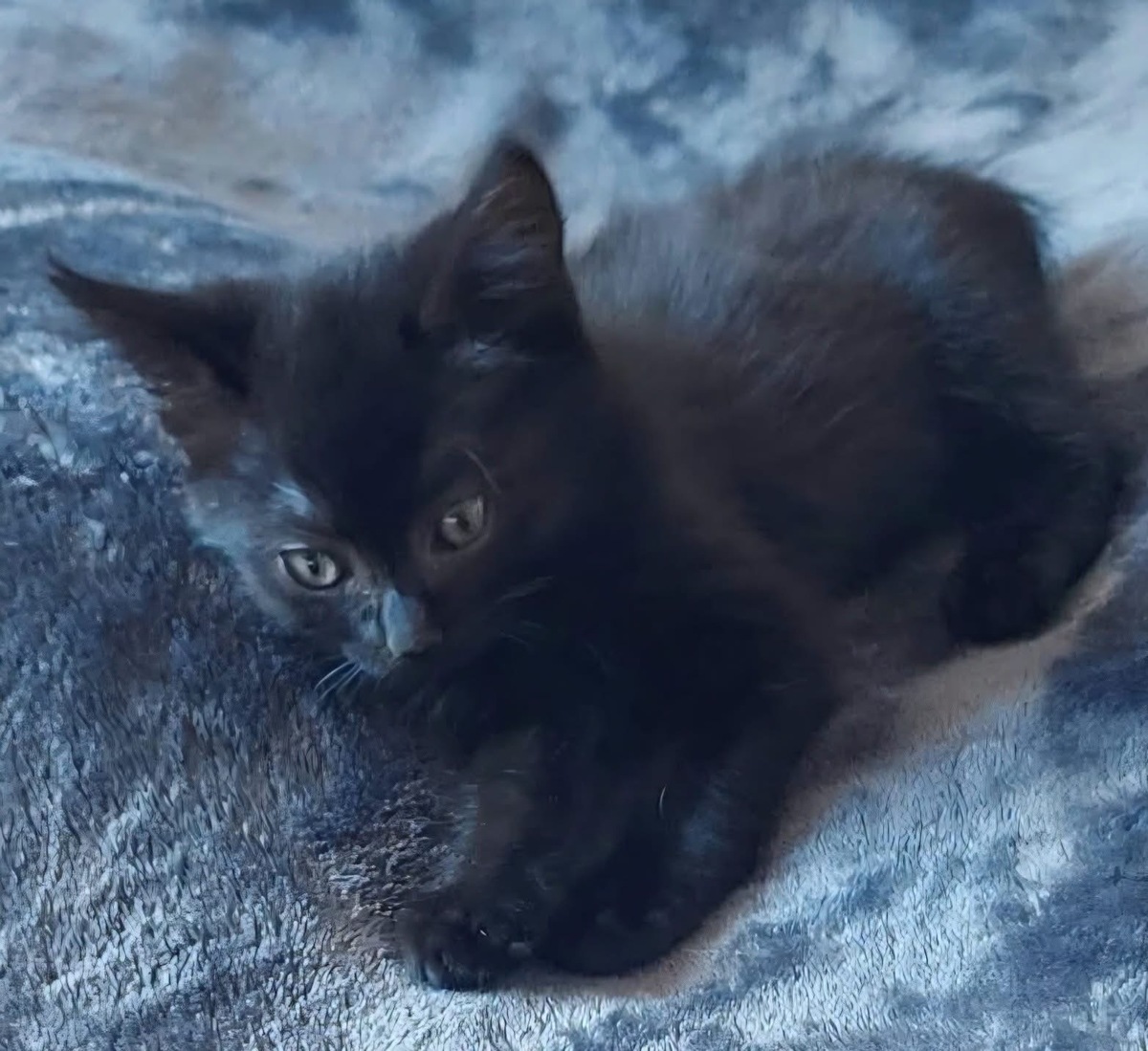 Adoption Bleiz 
