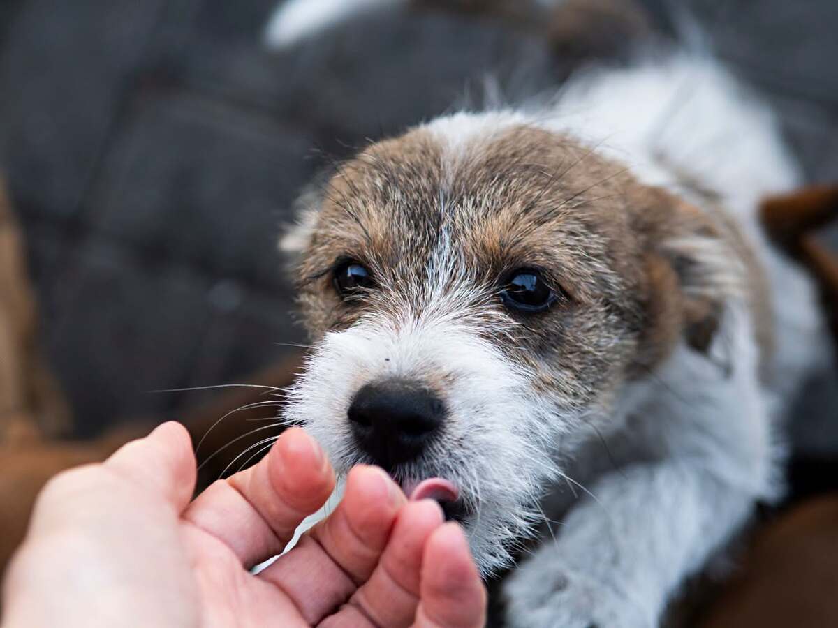 Adoption Guimauve