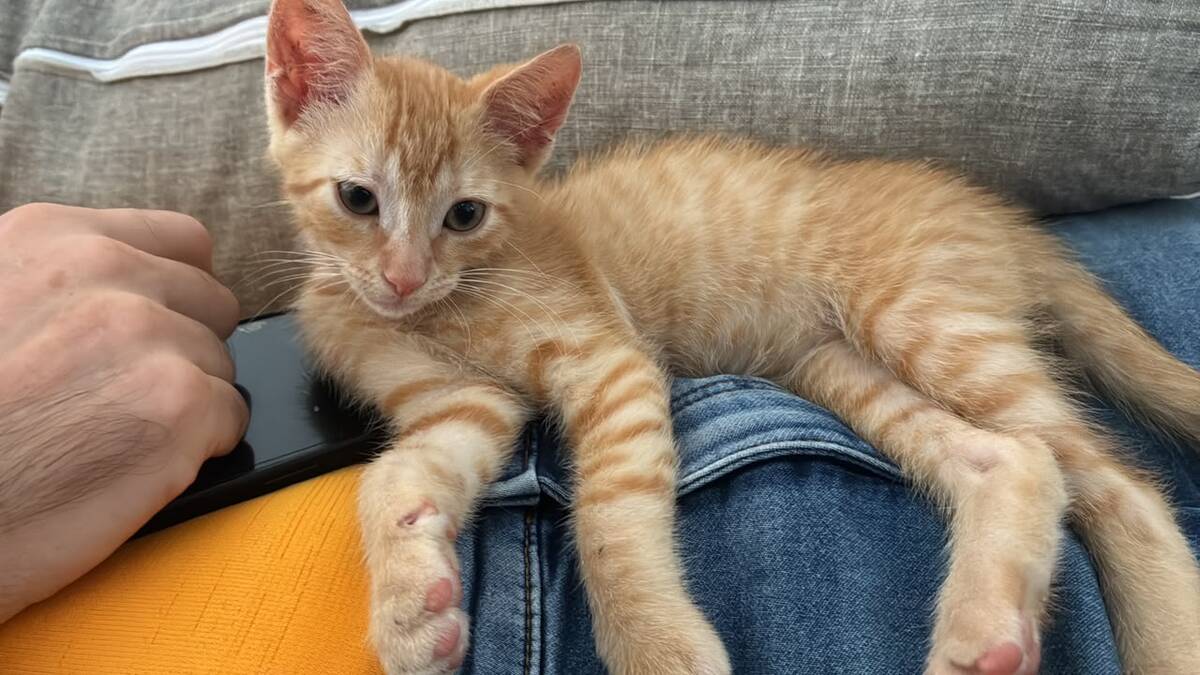 Adoption Bido