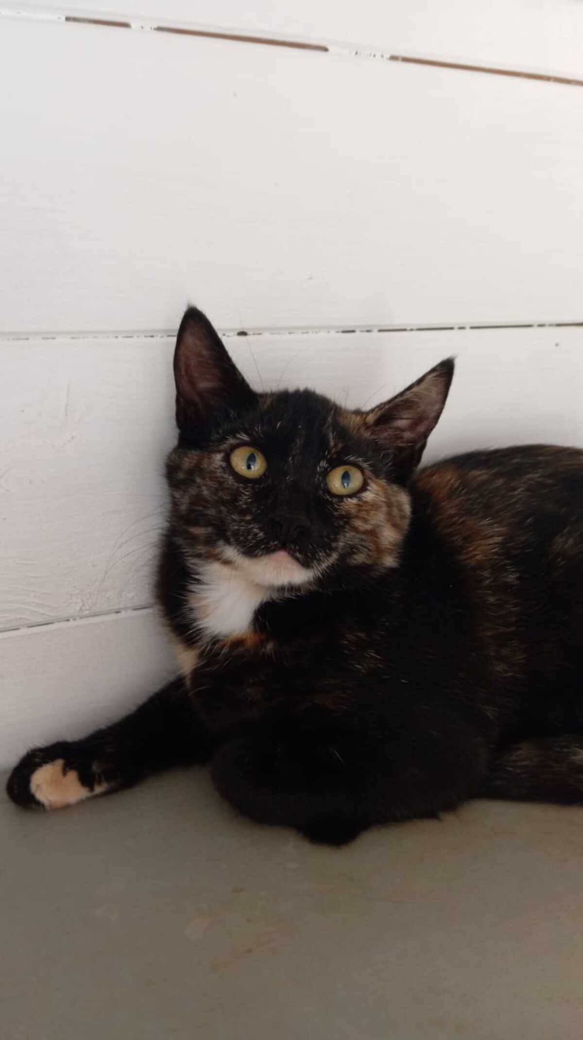Adoption Guimauve