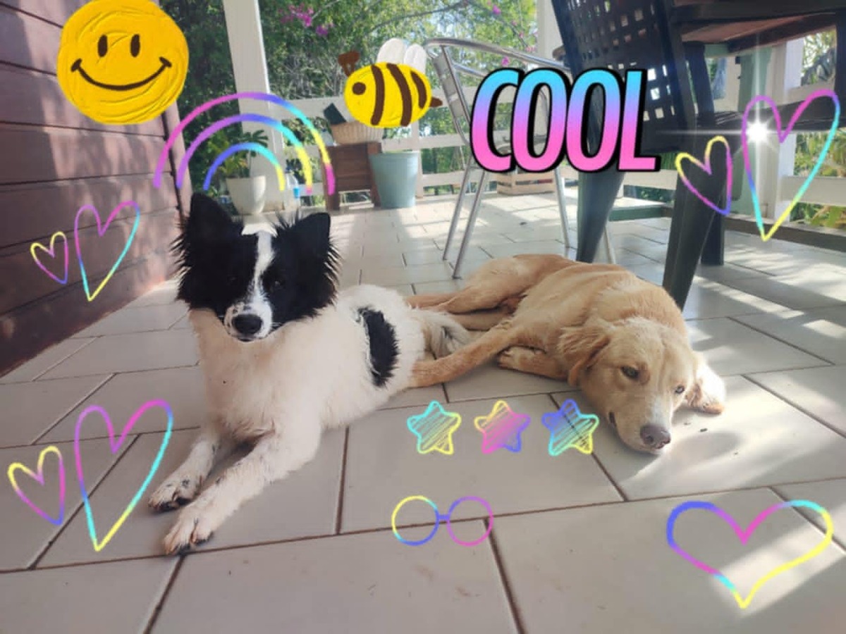 Adoption DASH