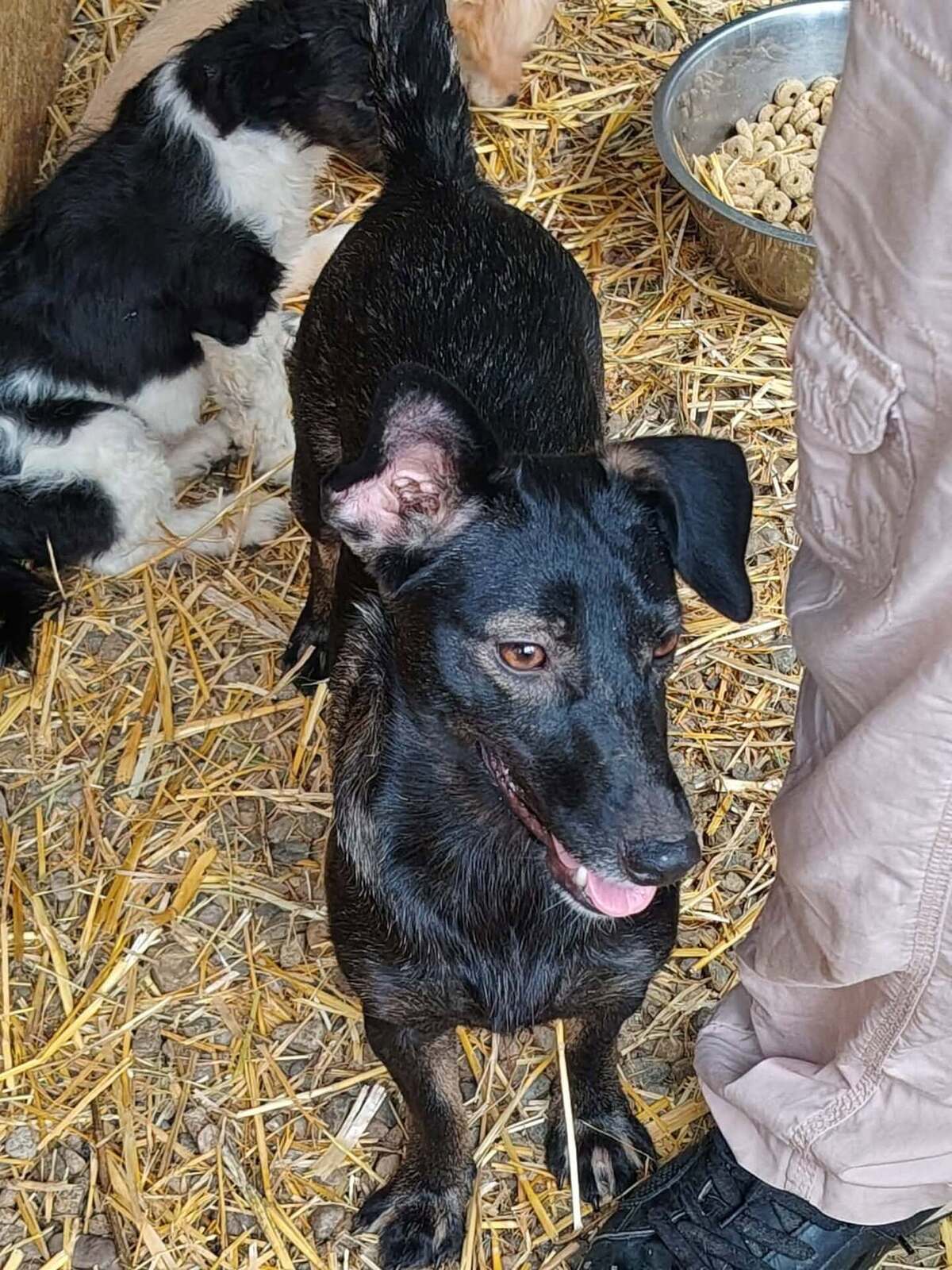 Adoption Melba