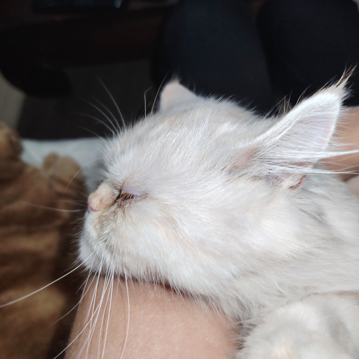 Adoption Lili