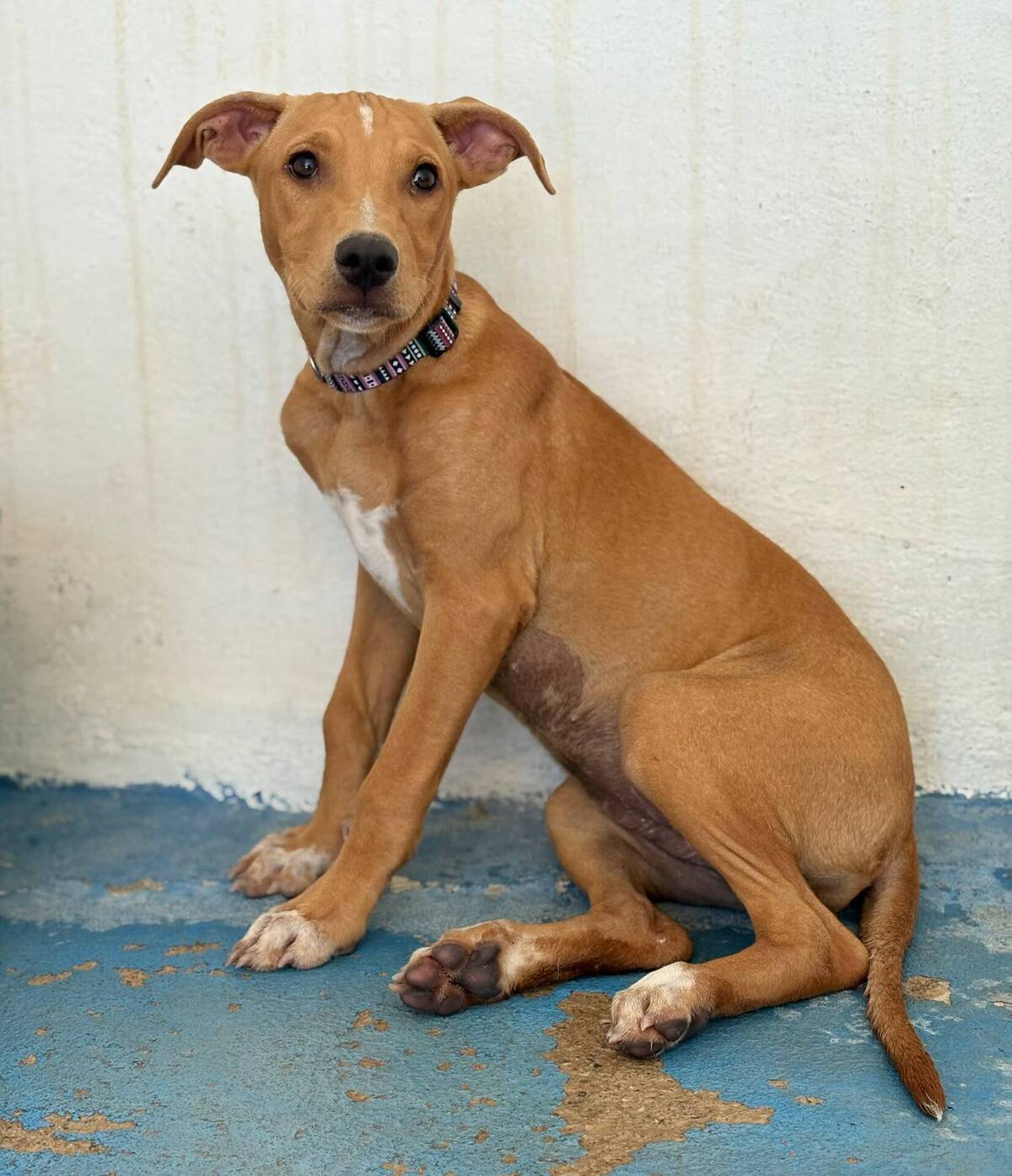 Adoption Amelia