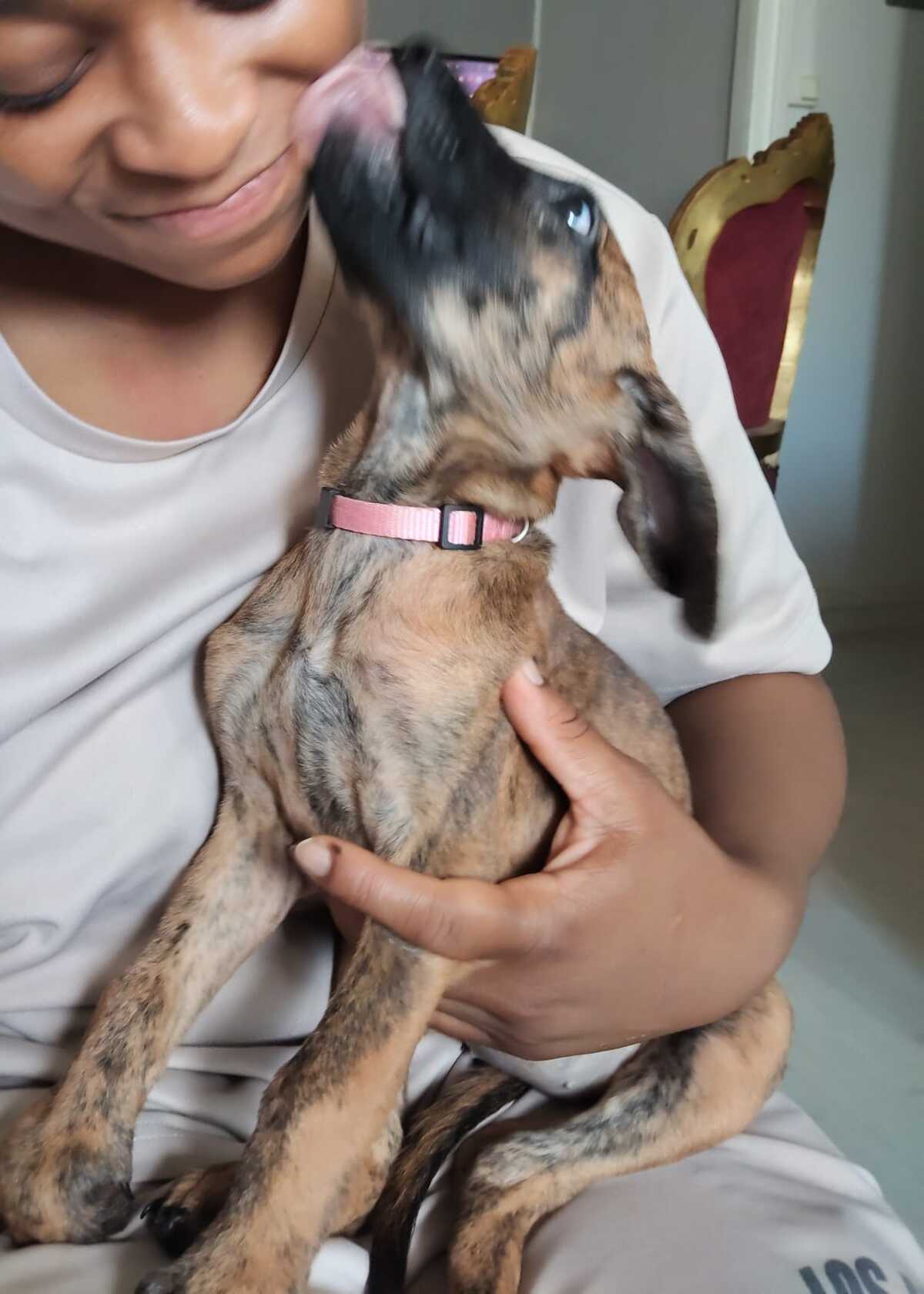 Adoption Rosa