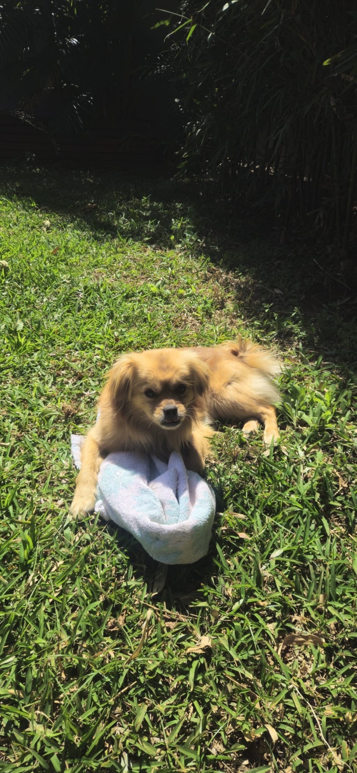 Adoption Ti-Rex