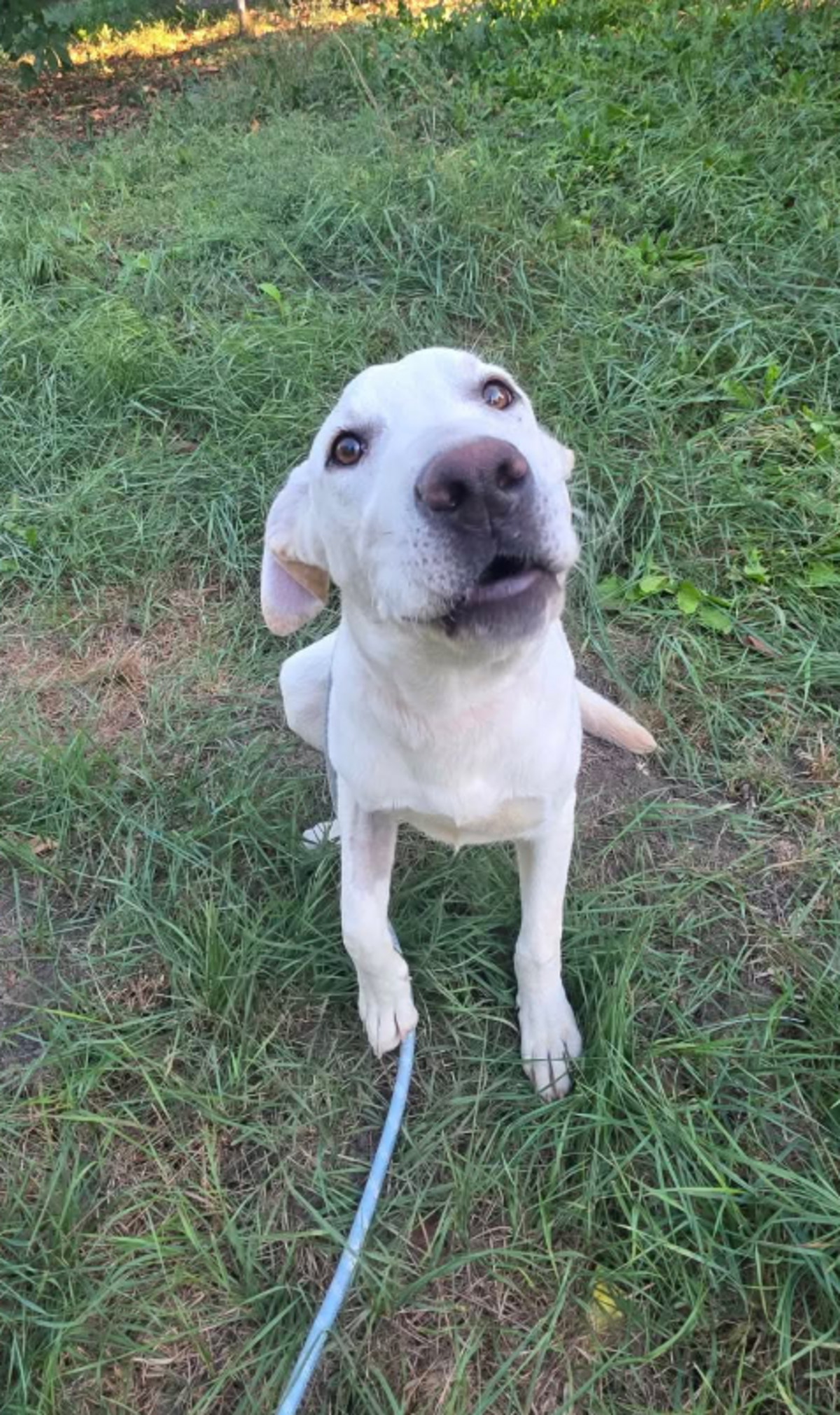 Adoption Jonas