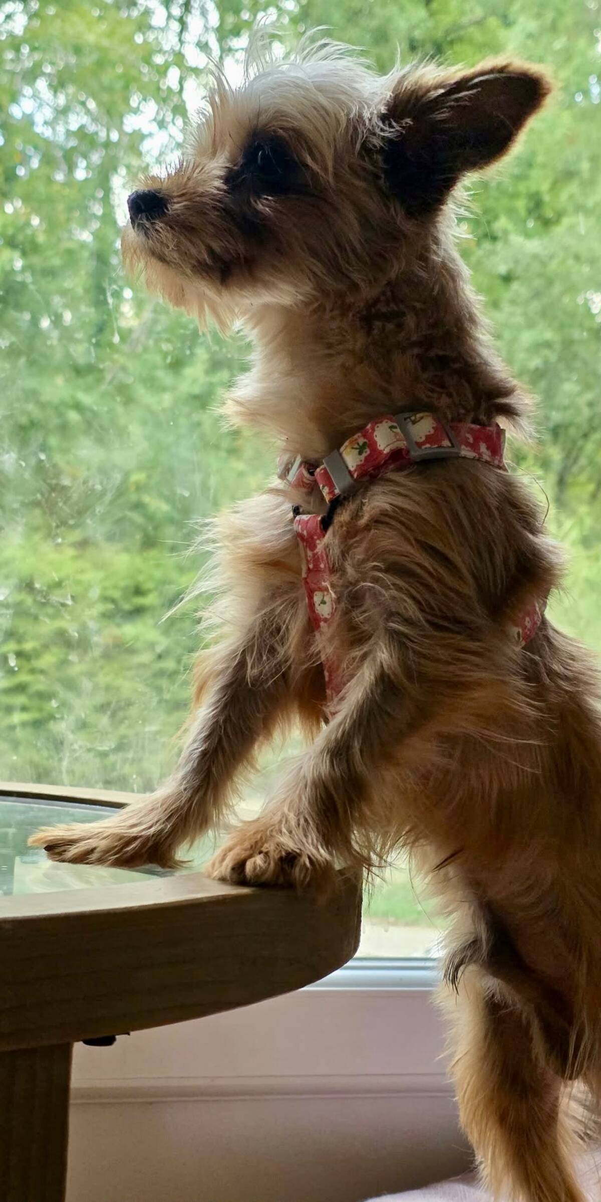 Adoption Nori
