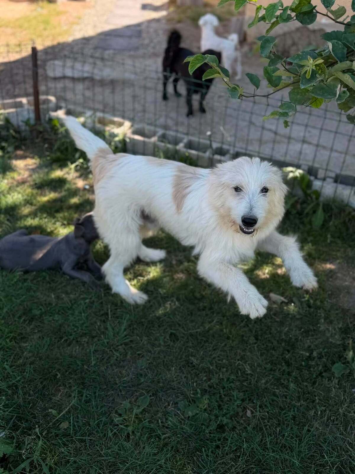 Adoption Boris