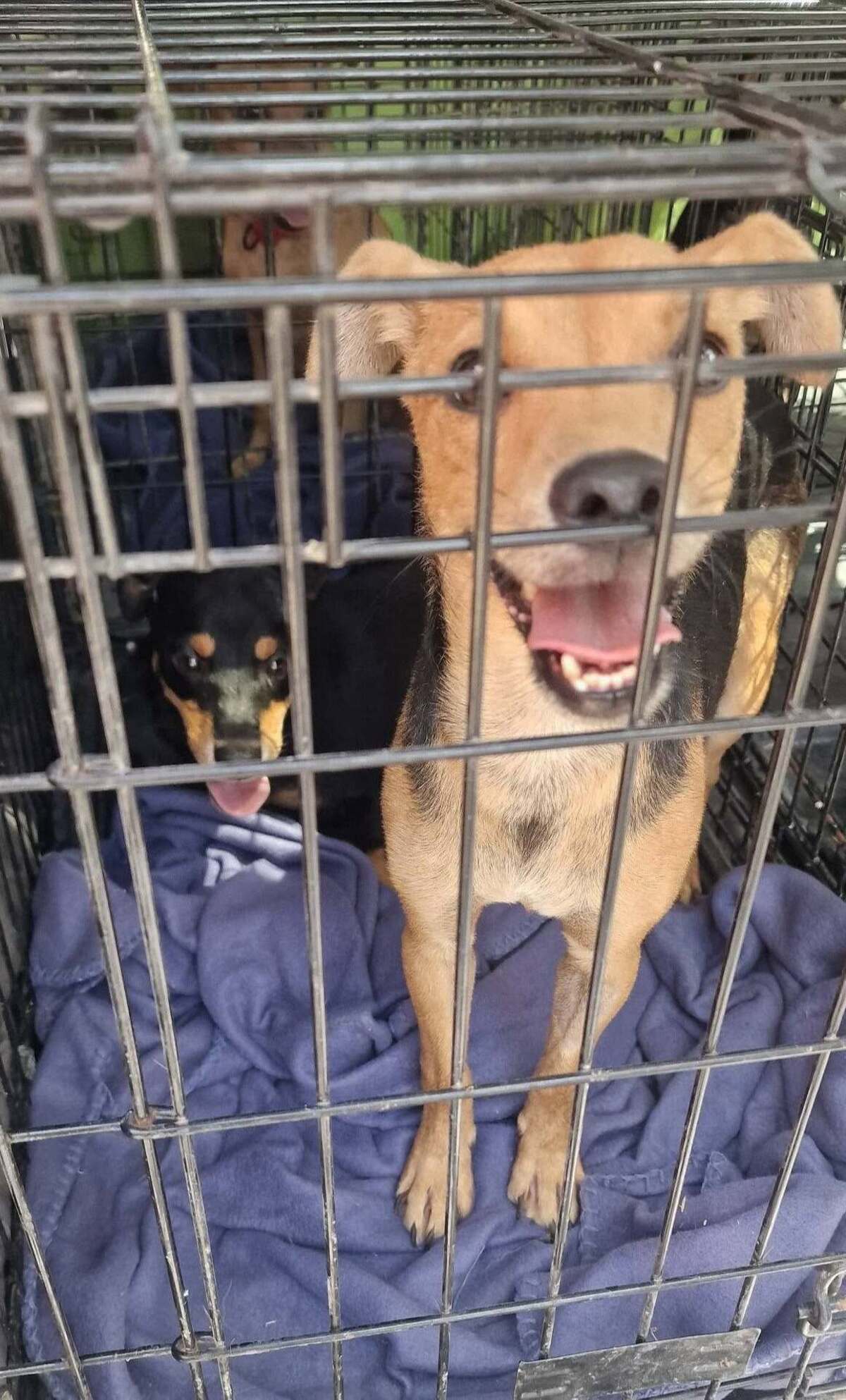 Adoption ARAMIS