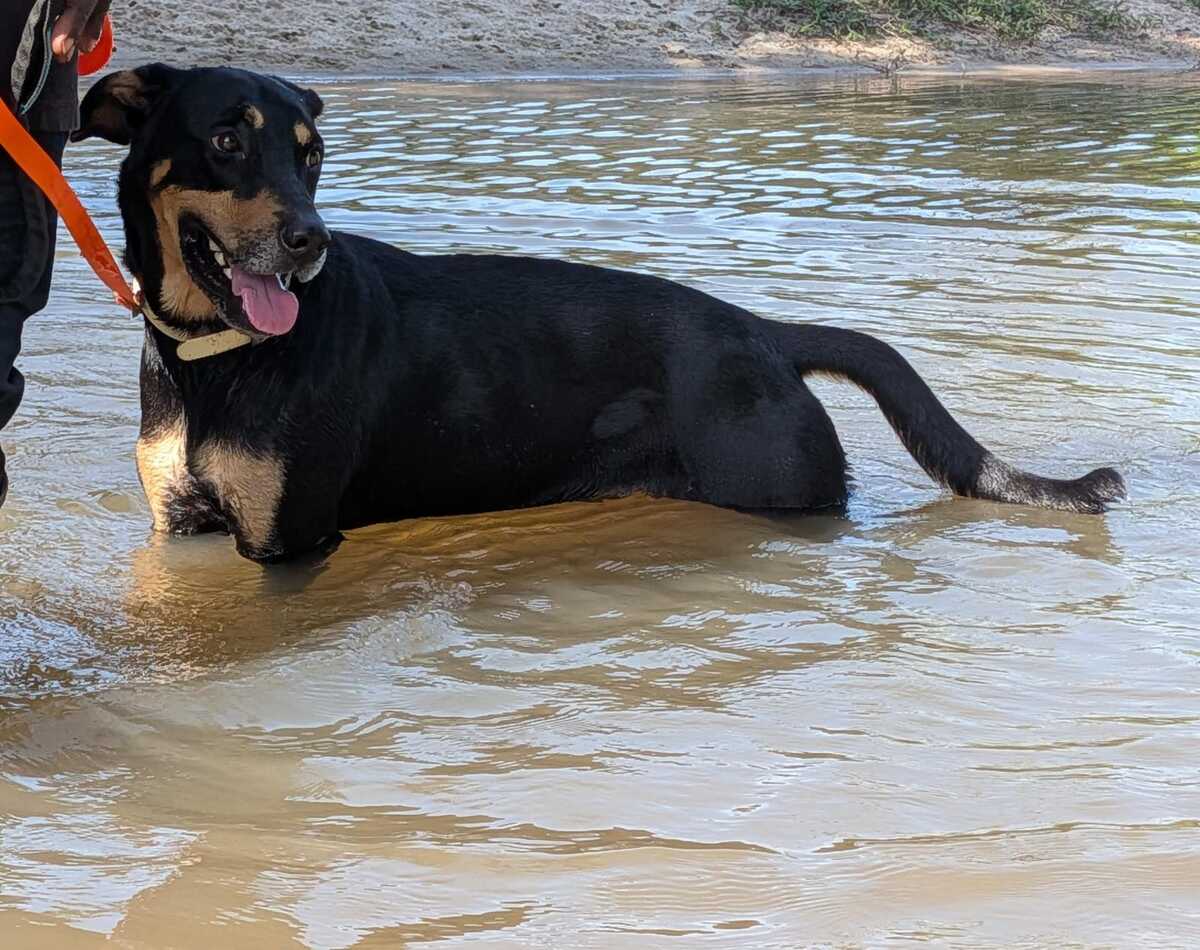 Adoption Kobe